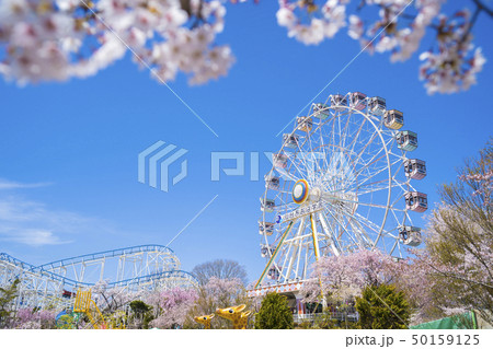 桜と遊園地078 桜と遊園地078 50159125