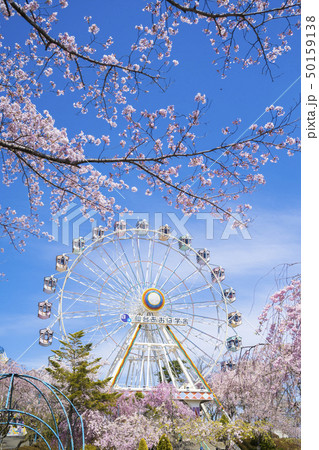 桜と遊園地089 桜と遊園地089 50159138