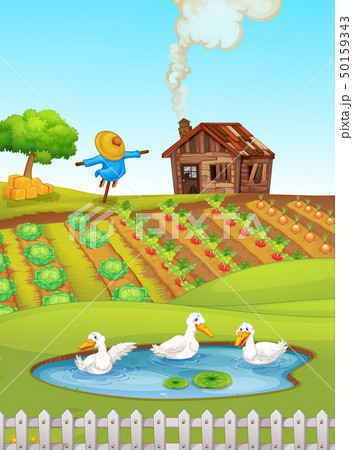 Farm scene with ducks Farm scene with ducks 50159343