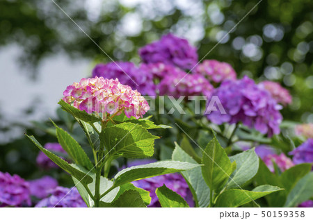 紫陽花 50159358