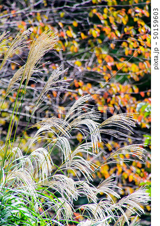 秋の風景 50159603