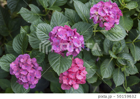 紫陽花 50159632