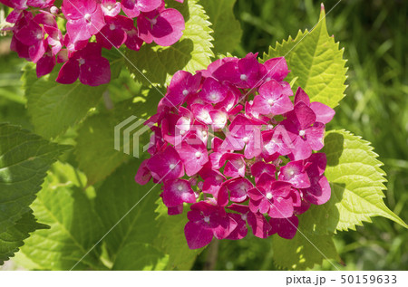 紫陽花 50159633
