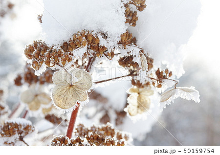 ノリウツギ凍る 50159754