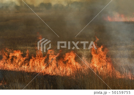渡良瀬遊水地のヨシ焼き 50159755