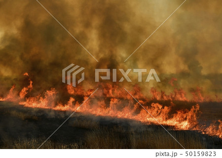 渡良瀬遊水地のヨシ焼き 50159823
