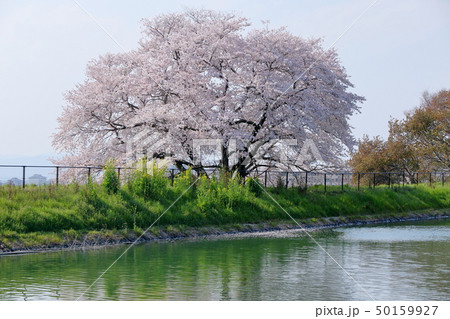 幾坂池の一本桜 50159927