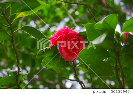 Red flower Close-up of Camellia japonica, known as Japanese camellia, or tsubaki in Japanese 50159946