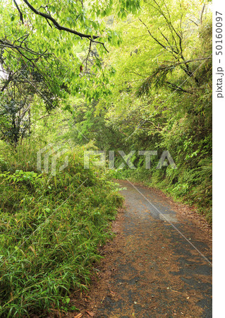 小網代(春) 小網代(春) 50160097