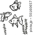 金魚　イラスト 50160657