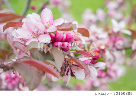 Cerasus serrulata G.Don Shirofuaen - Japanese cherry in Sochi Dendrarium 50160889