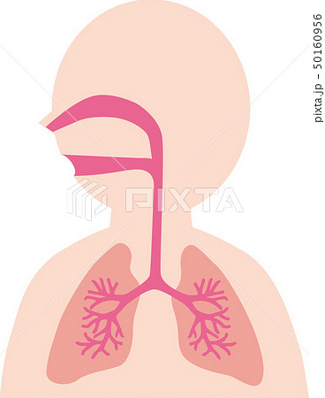 人体気管肺のイラストのイラスト素材