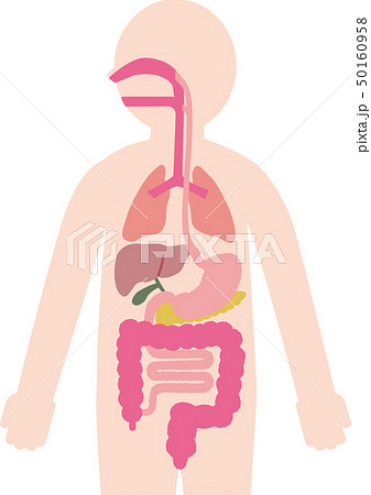 人体と内臓のイラストのイラスト素材