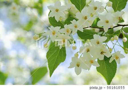 エゴの花 エゴの花 50161055