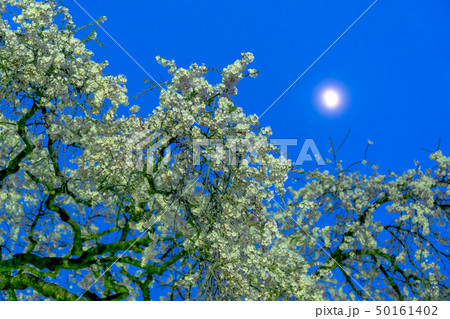 枝垂れ桜と朧月 枝垂れ桜と朧月 50161402