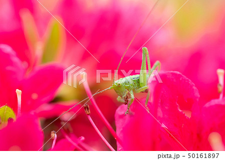 つつじの蜜を吸うバッタの写真素材