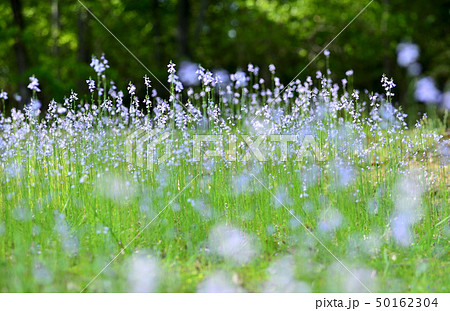 松葉海蘭 50162304