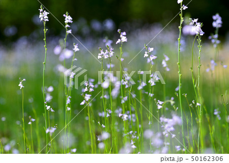 松葉海蘭 50162306