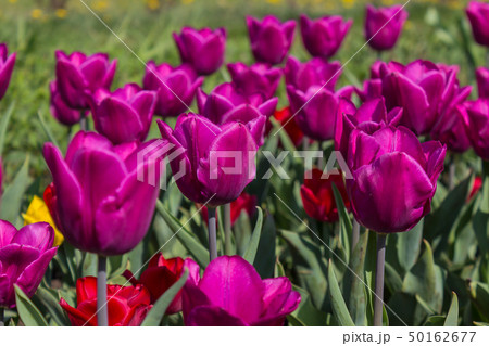 The tulip is a perennial, bulbous plant with showy flowers in the genus Tulipa The tulip is a perennial, bulbous plant with showy flowers in the genus Tulipa 50162677