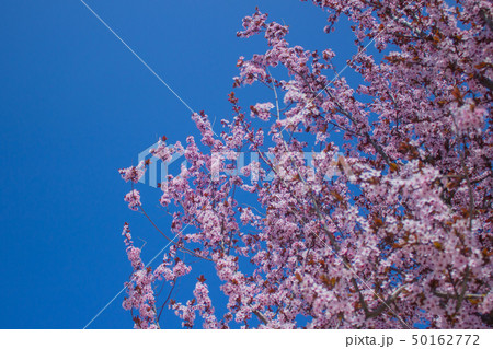 Cherry Blossom with Soft focus, Sakura season in korea,Background Cherry Blossom with Soft focus, Sakura season in korea,Background 50162772