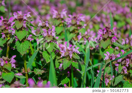 Flowers Lamium maculatum also known as spotted dead-nettle, spotted henbit and purple dragon. Flowers Lamium maculatum also known as spotted dead-nettle, spotted henbit and purple dragon. 50162773