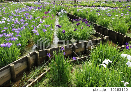 北山公園菖蒲園 北山公園菖蒲園 50163130