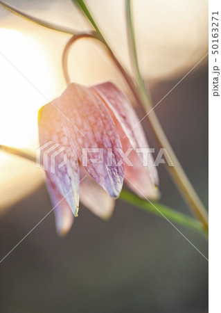 endangered wild Chess Flower in beautiful sunset 50163271