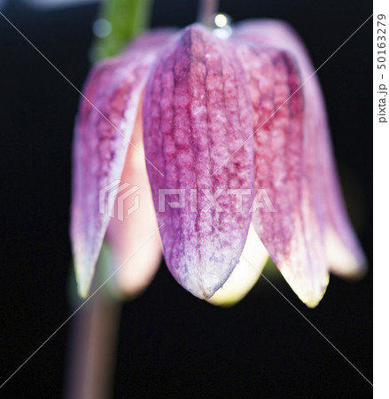 endangered wild Chess Flower in beautiful sunset endangered wild Chess Flower in beautiful sunset 50163279