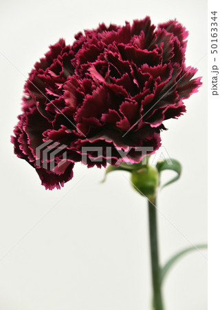 カーネーションの切り花 50163344
