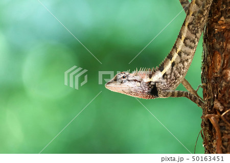 The gesture of a lizard or chameleon perched on 50163451