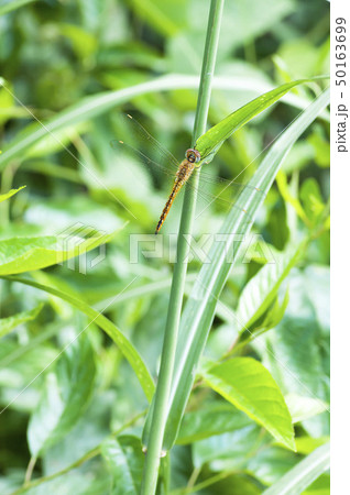 ウスバキトンボ 50163699