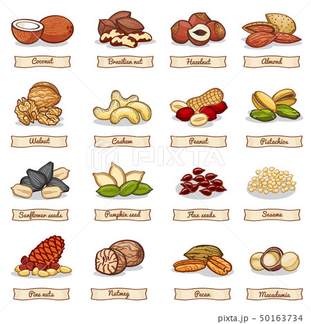 Cartoon color nut and seed grains. Vector collection Cartoon color nut and seed grains. Vector collection 50163734