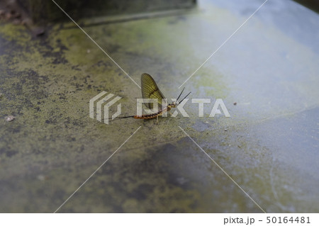 モンカゲロウ モンカゲロウ 50164481