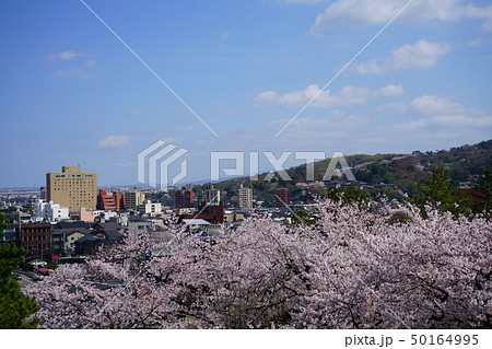 兼六園　眺望台　桜 50164995