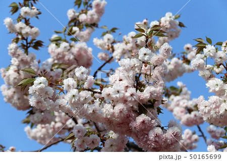 奈良 新家長福寺の八重桜 奈良 新家長福寺の八重桜 50165699