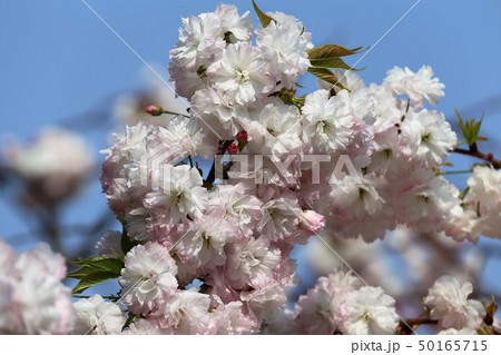 奈良 新家長福寺の八重桜 奈良 新家長福寺の八重桜 50165715