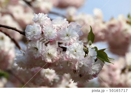 奈良　新家長福寺の八重桜 50165717