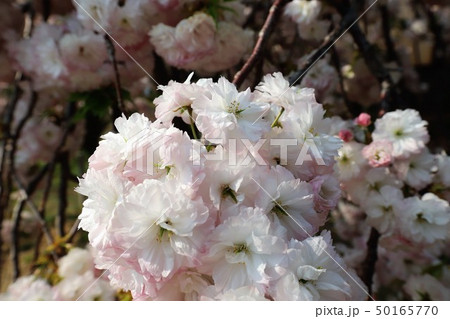 奈良　新家長福寺の八重桜 50165770