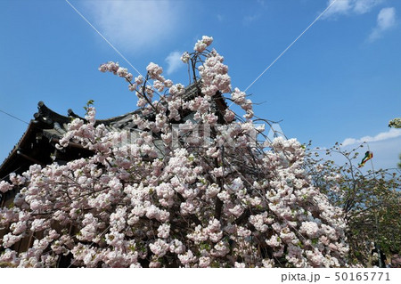 奈良 新家長福寺の八重桜 奈良 新家長福寺の八重桜 50165771
