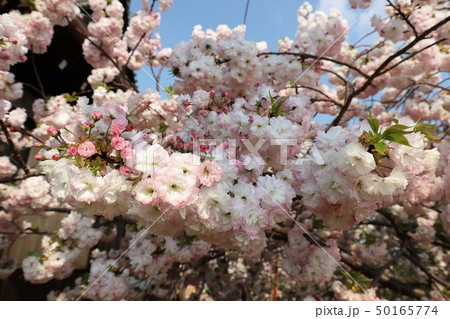 奈良　新家長福寺の八重桜 50165774