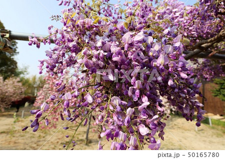 奈良　新家長福寺の八重桜 50165780