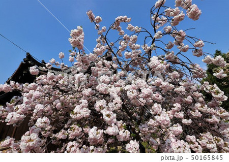 奈良　新家長福寺の八重桜 50165845