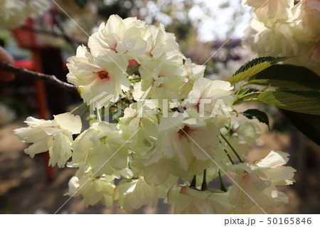 奈良 新家長福寺の八重桜 奈良 新家長福寺の八重桜 50165846
