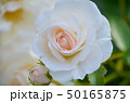 薔薇の花 50165875