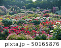 薔薇畑 50165876