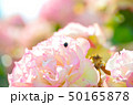 薔薇とてんとう虫 50165878