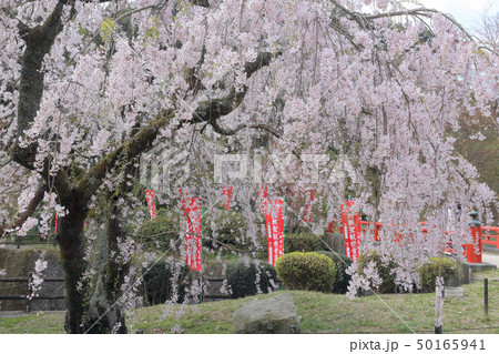 般若寺の枝垂れ桜 50165941