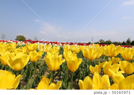 馬見丘陵公園の春景色 50165971