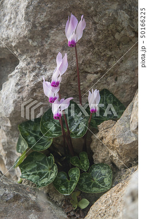 Cyclamens in the rock 50166225