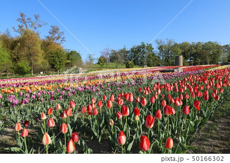 馬見丘陵公園の春景色 50166302